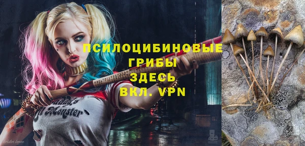 шишки Арсеньев